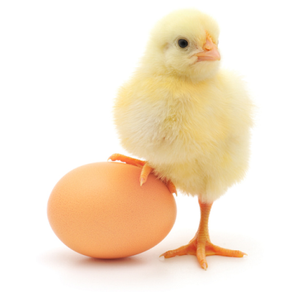 Como o ovo se forma dentro da galinha?